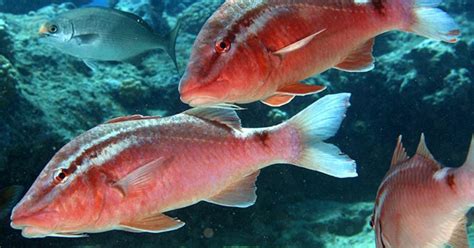 Restorative Aquaculture for Hawaiian Kūmū .